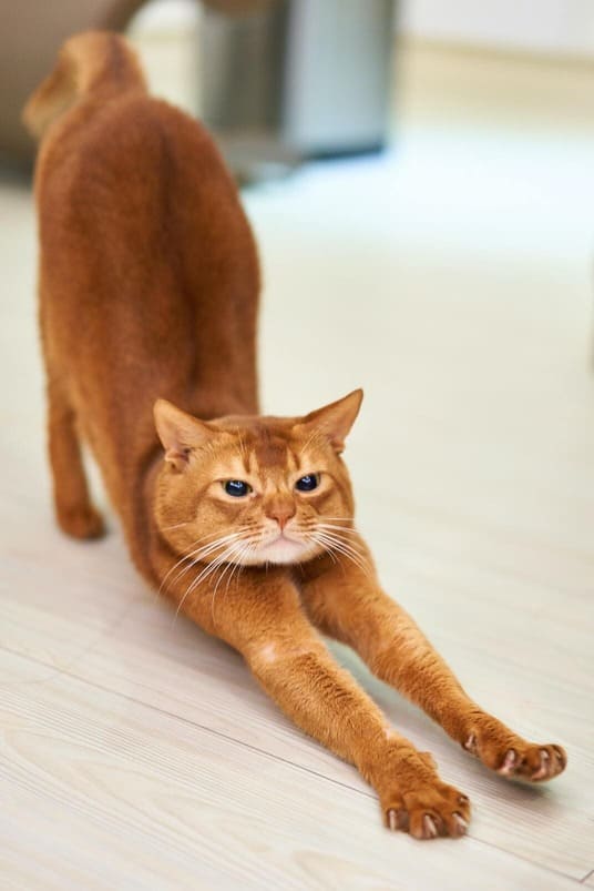 YOOX質問さん猫