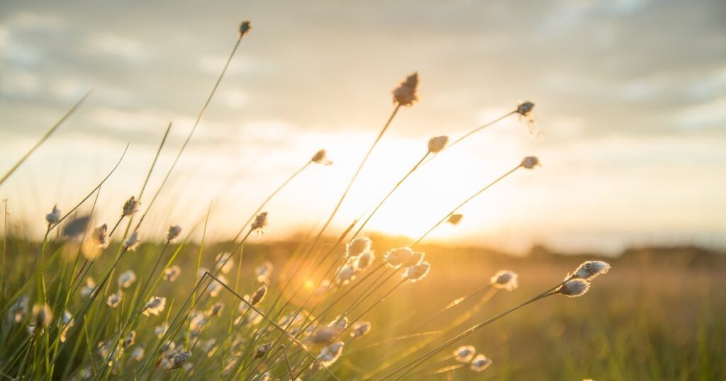 かぜのでんわ