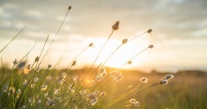 かぜのでんわ